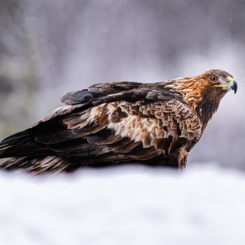 A magnificent golden eagle photographed outside Skellefteå in Swedish Lapland