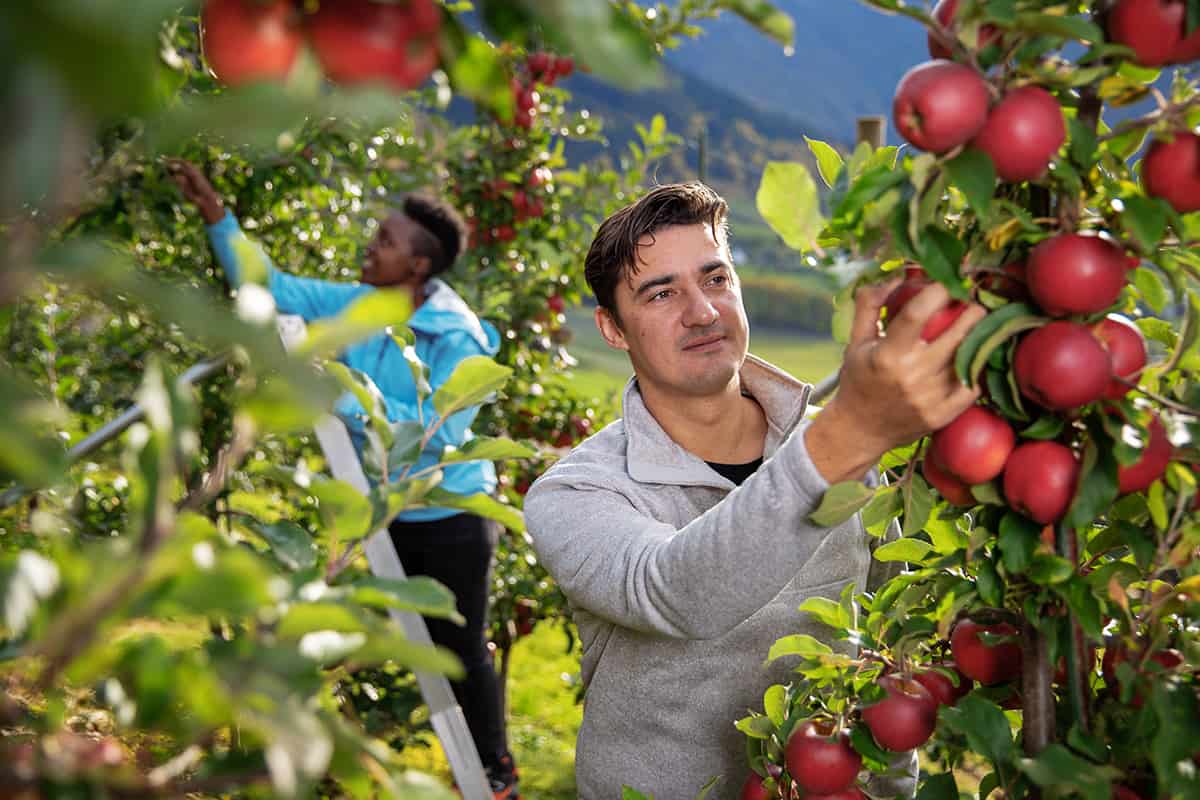 Traditional Norwegian cider farm with rows of apple trees and rustic wooden buildings set in a lush countryside landscape