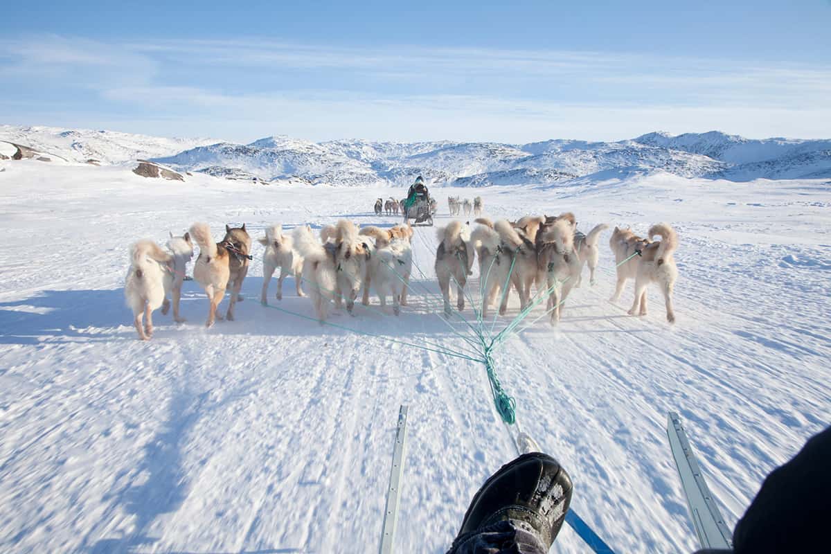 dog sled team racing through snowy terrain in ilulissat greenland capturing traditional arctic travel and winter adventure spirit