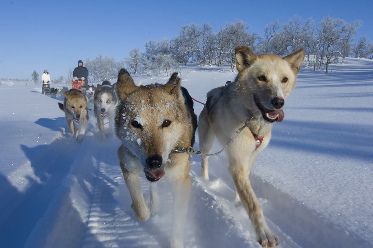 Dog sled team moving through a snowy forest trail lined with snow-covered trees