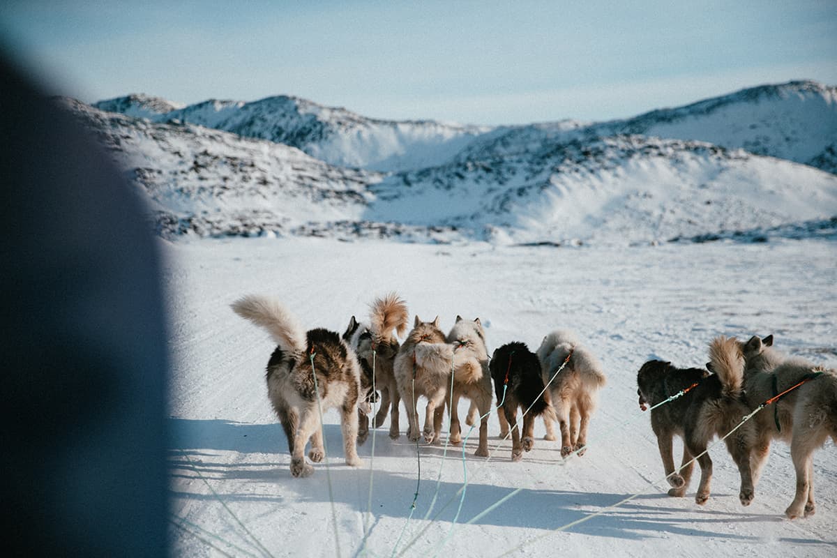 Traditional Greenlandic dogsled team moving across snowy Arctic terrain near Ilulissat with icy landscapes in the background