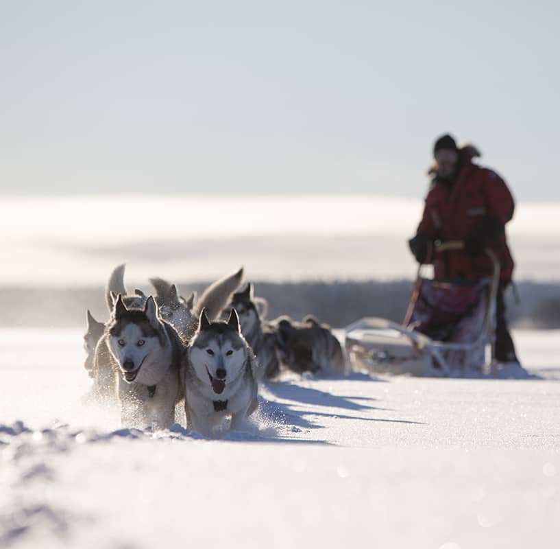 Husky dog sledding