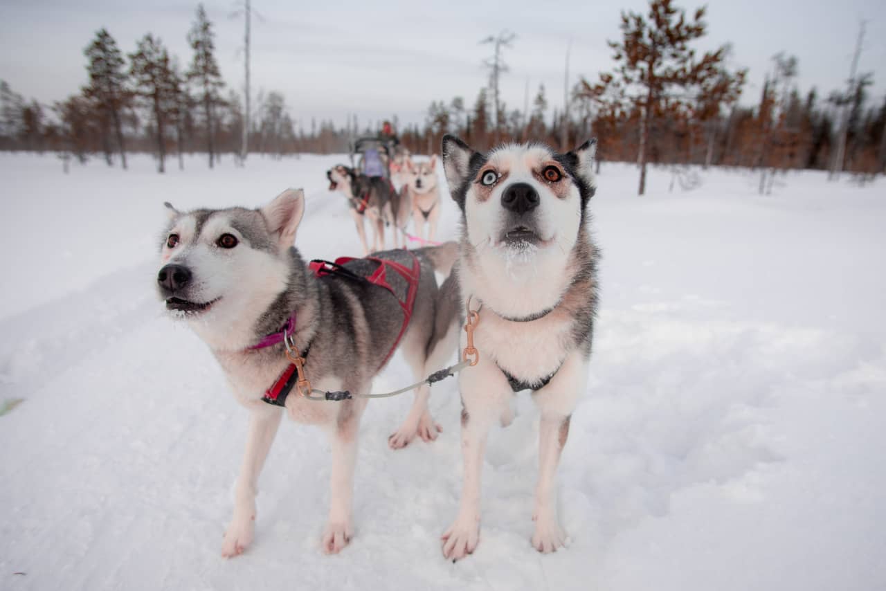 Husky ride