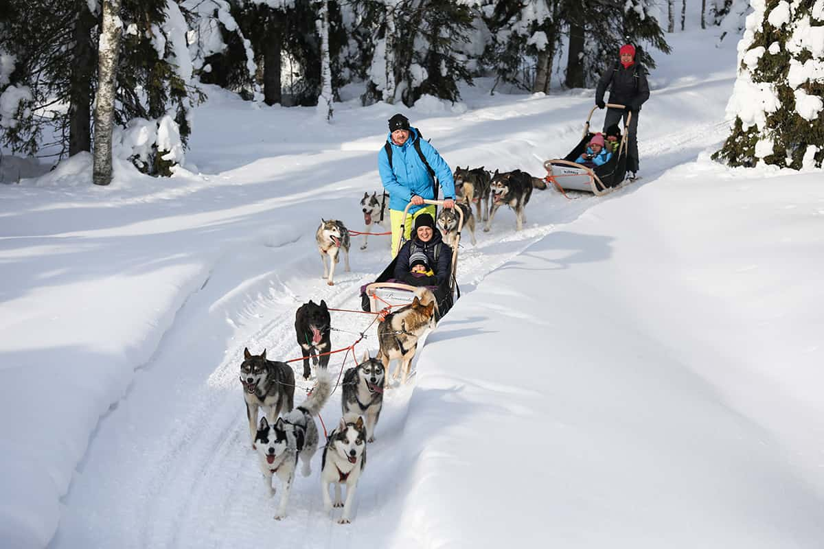 Husky sledding