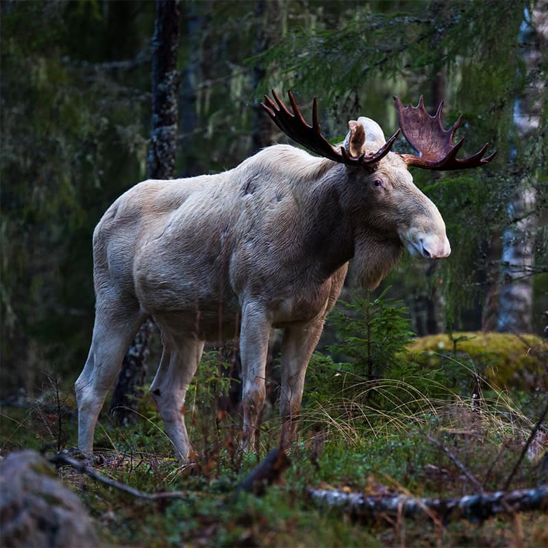 Moose in nature in Sweden