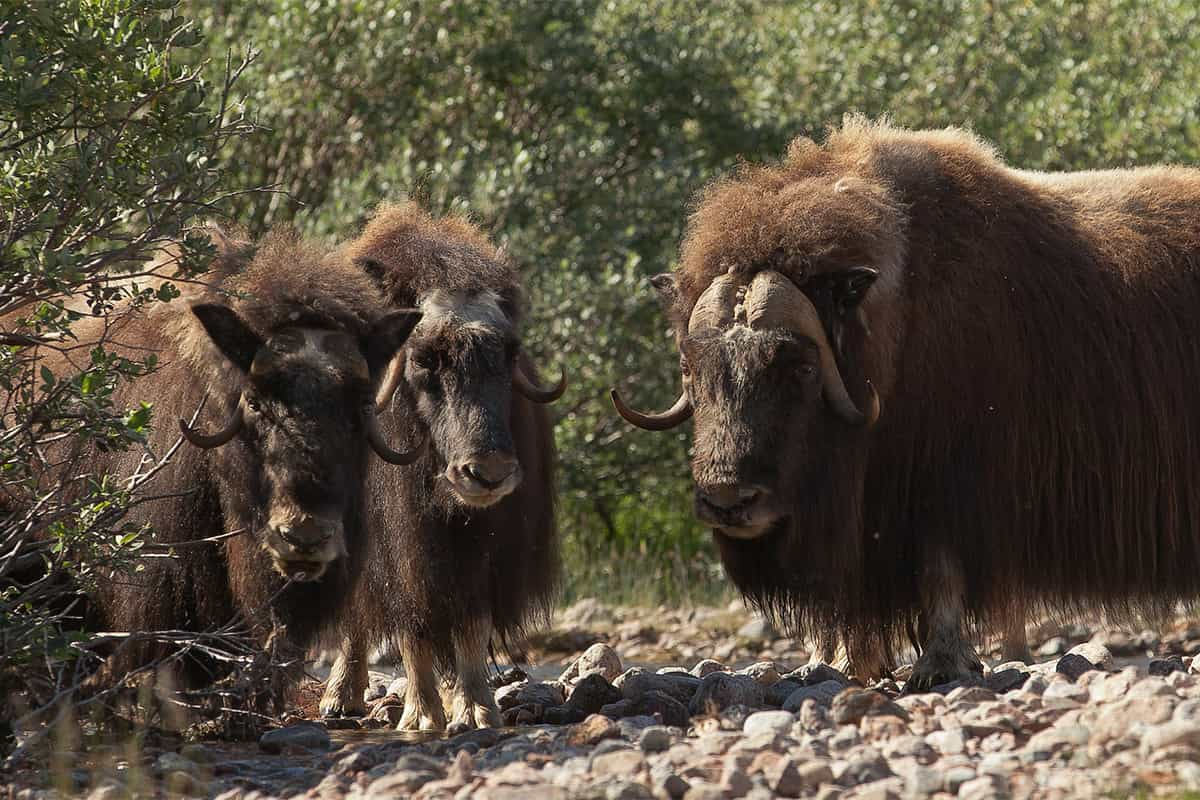 Muskox among trees in Greenland