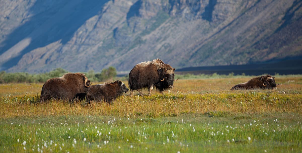 Muskox herd near Kangerlussuaq