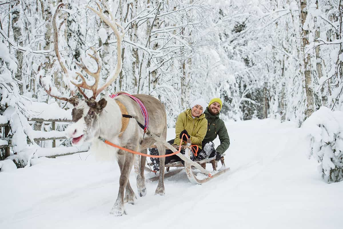 Reindeer