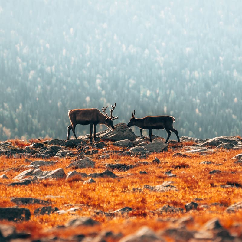 Reindeer in Sweden