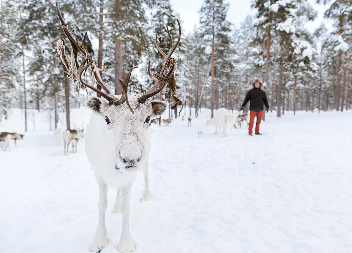 Reindeer in Swedish Lapland