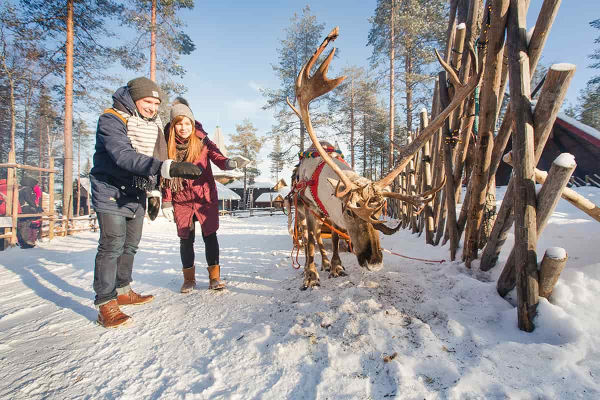 Reindeer