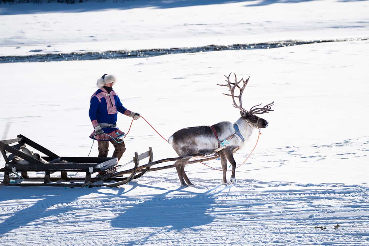 Traditional Sami reindeer sled gliding over snow-covered terrain, showcasing Indigenous Arctic culture and winter travel methods