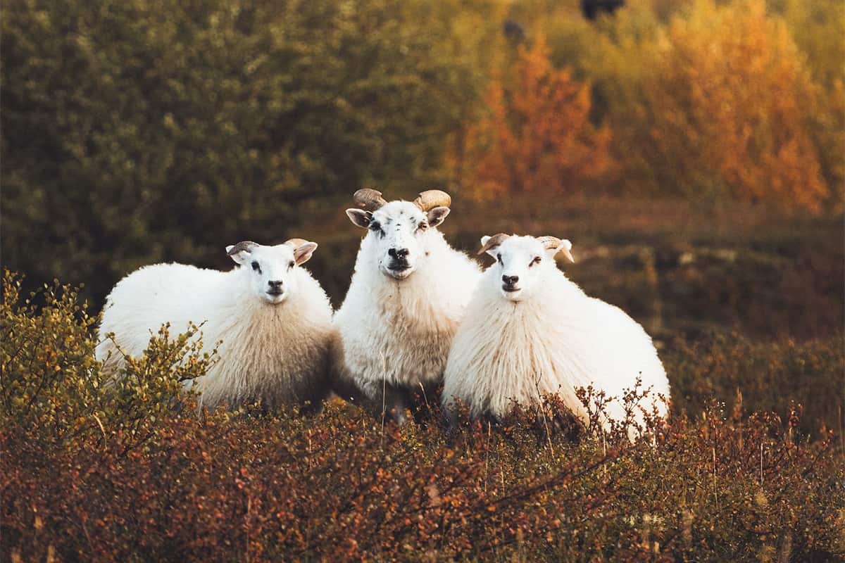 Icelandic sheep grazing in the open countryside of North Iceland with mountains in the background