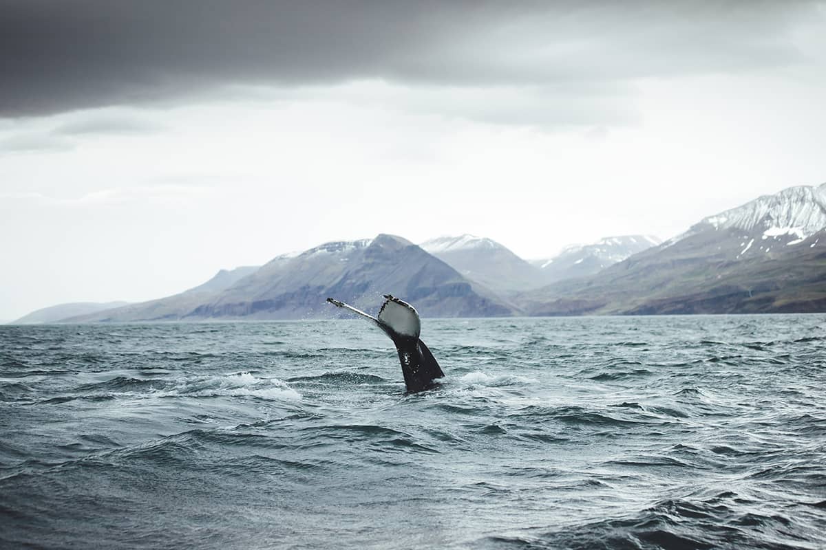 A whale surfacing near a boat in the ocean off the coast of Iceland, with calm waters and distant mountains under a cloudy sky