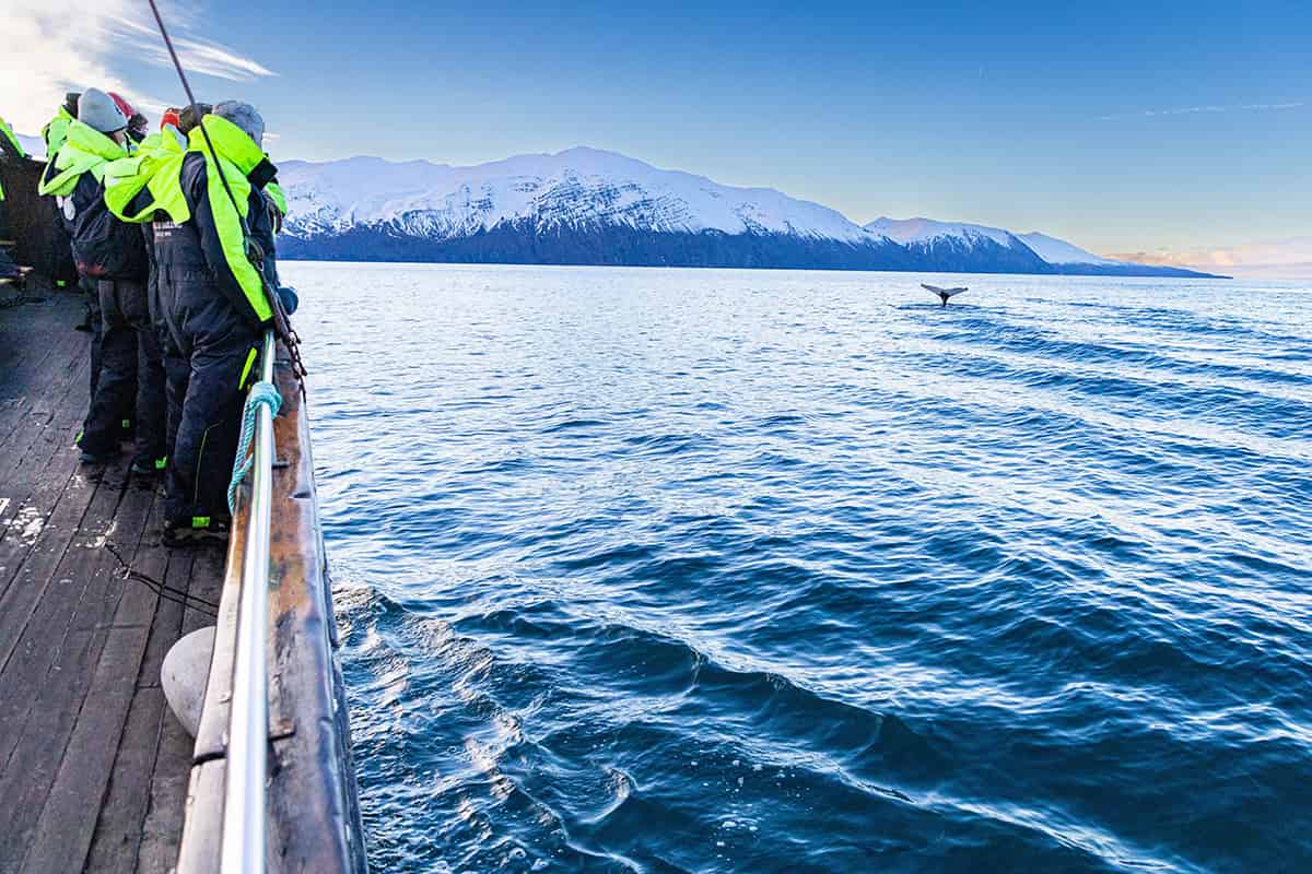 Whale safari in Iceland