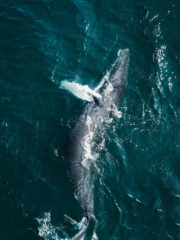 A whale safari boat tour off the coast of Iceland with a humpback whale breaching near the surface under a cloudy sky