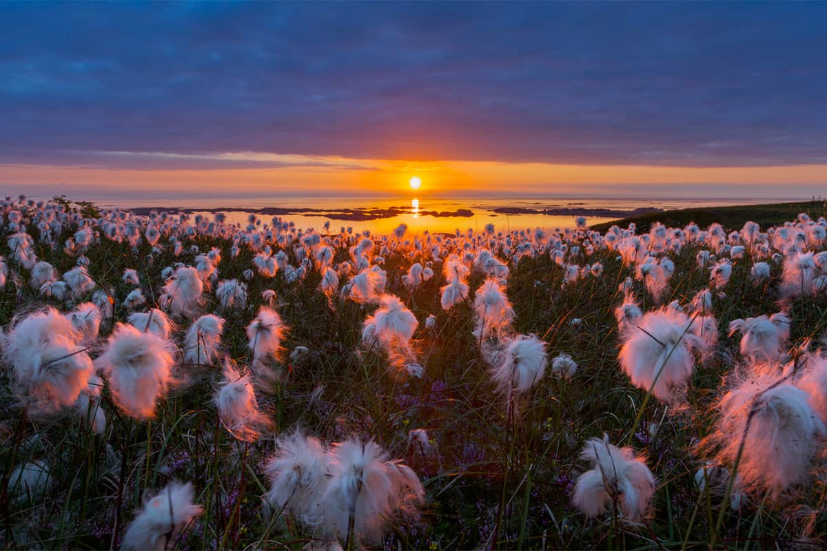 Cotton grass blooming in Røsokhalsen, Norway, with soft white tufts dotting the natural landscape in a serene and untouched mountain setting