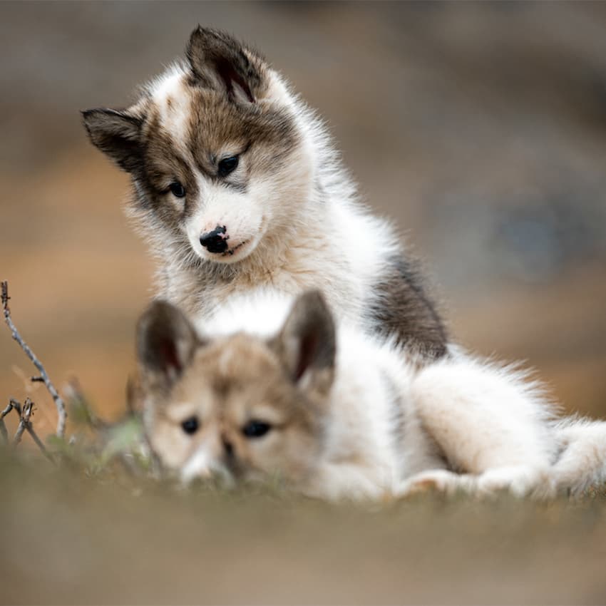 Cute sled dog puppies in East Greenland