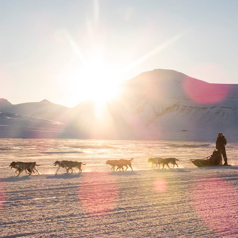 Dog sledding through snowy Adventdalen in Svalbard, Norway, with sled dogs running across the Arctic landscape under clear winter skies