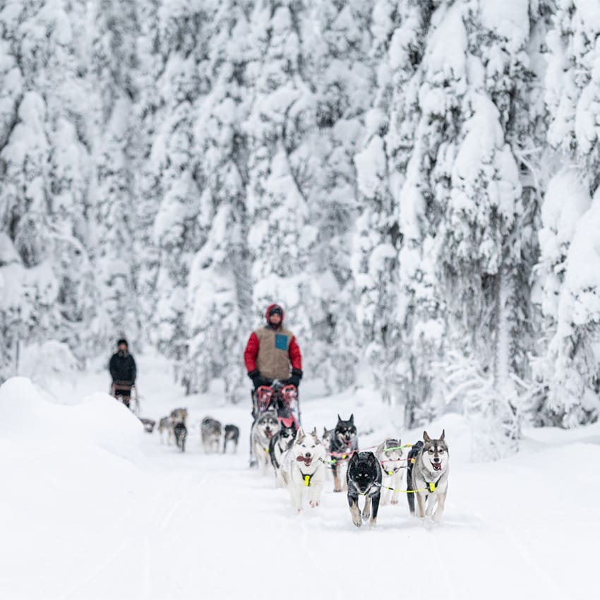 Dogsledding in Swedish Lapland