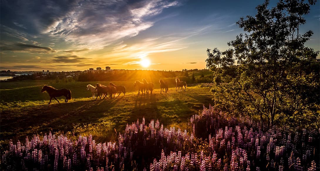 Horses grazing in sunlit green field with warm light and long shadows under clear blue sky and trees in background