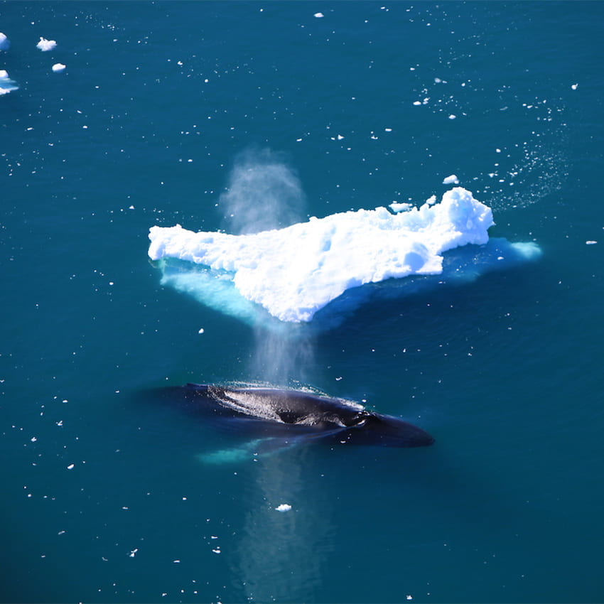 Humpback surfacing near Ilulissat