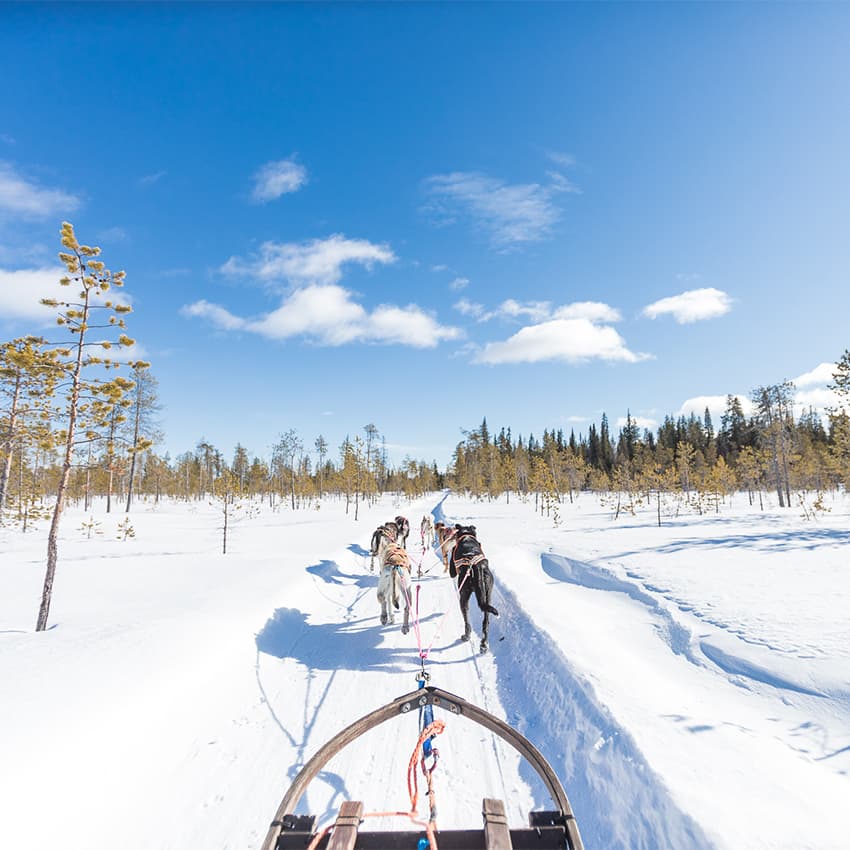 Husky ride in Lapland