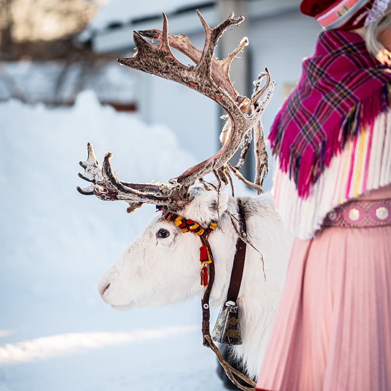 Kiruna reindeer