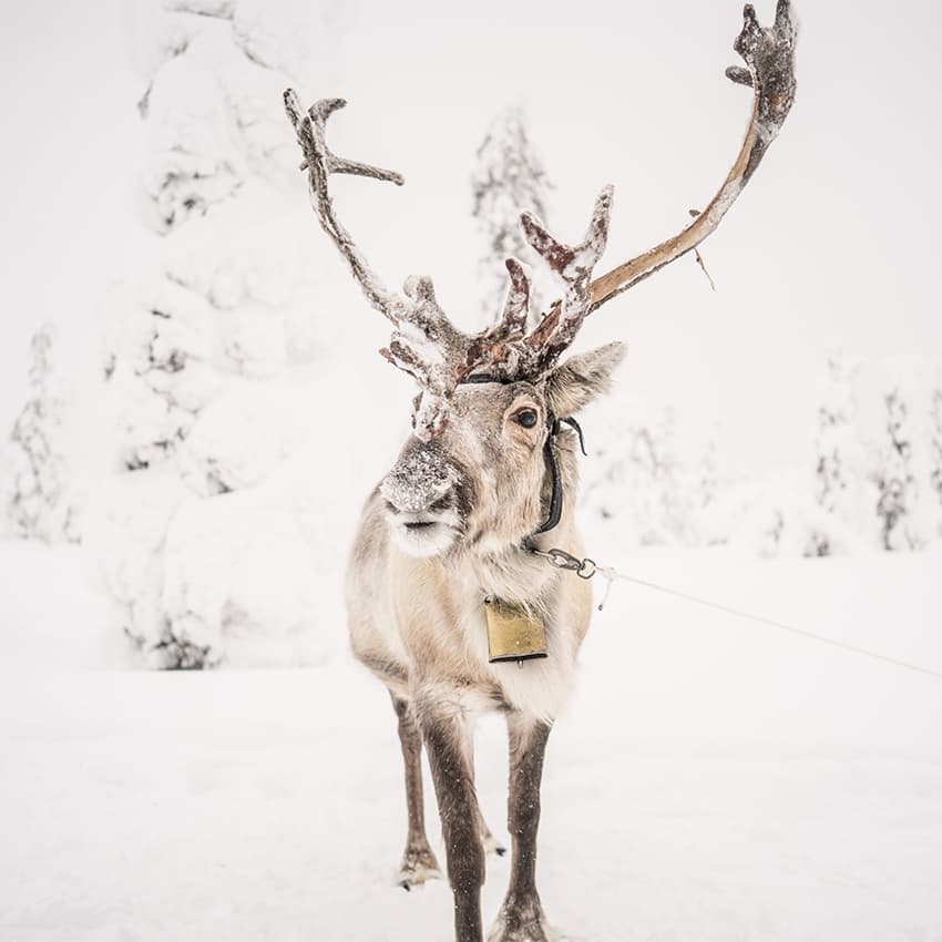 Levi reindeer farm in Lapland