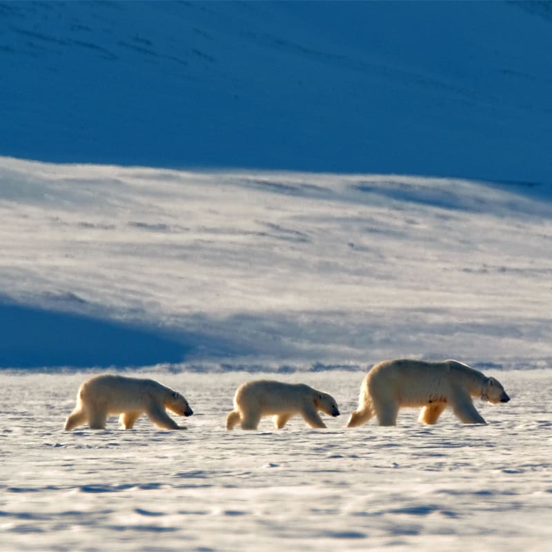 Polar bears traverse the snowy terrain of Svalbard, embodying the spirit of Arctic wildlife and the allure of remote polar exploration
