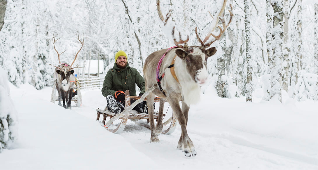 Reindeer in Finland