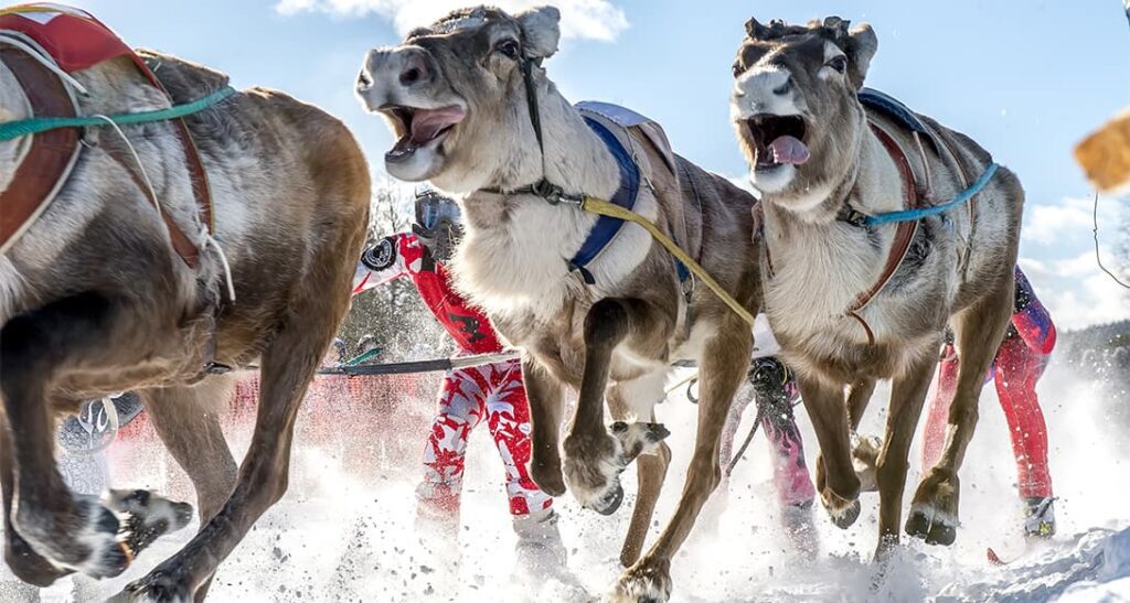 Reindeer race in Finland