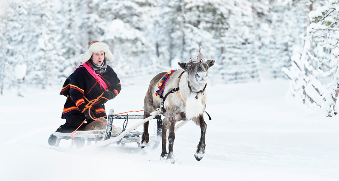 Reindeer sledding