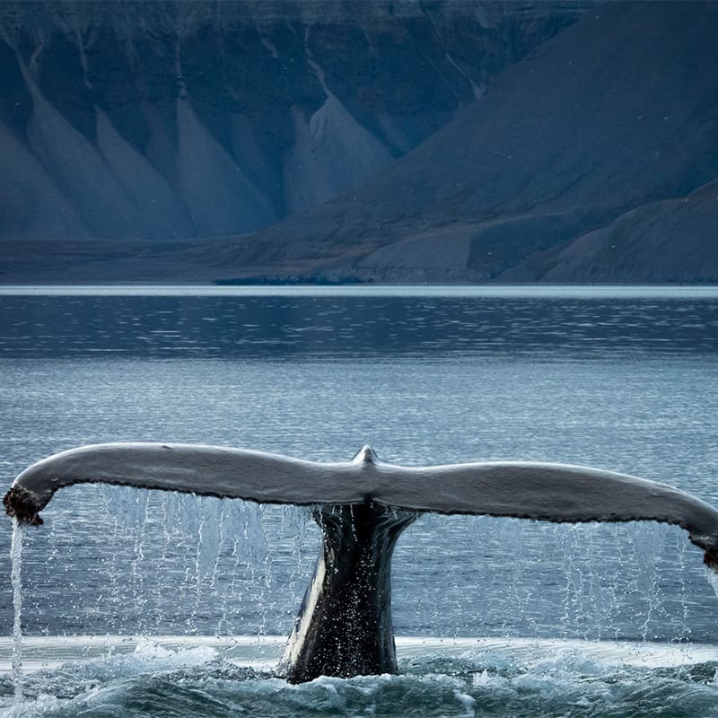 Tail fin of a humpback whale emerging from still arctic waters in Billefjorden with rugged mountains in the distance