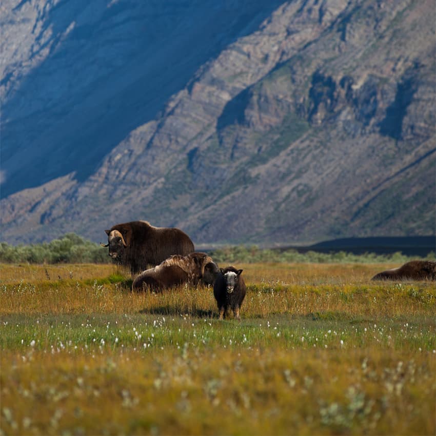 Three muskoxen in Kangerlussuaq