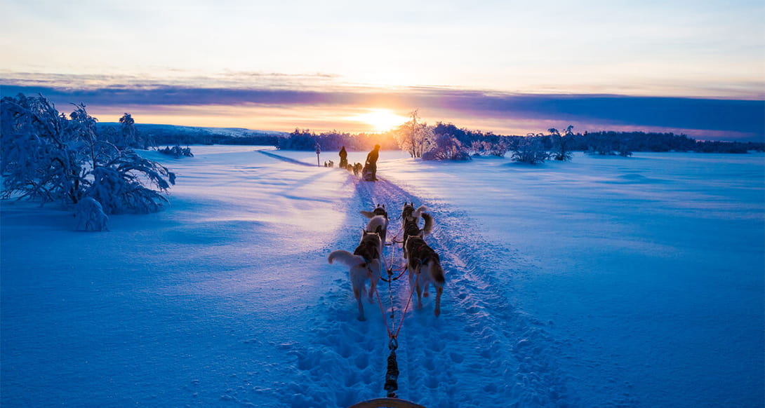 Team of huskies pulling a sled through a snowy forest trail in Finland surrounded by tall trees and soft winter light in a peaceful setting