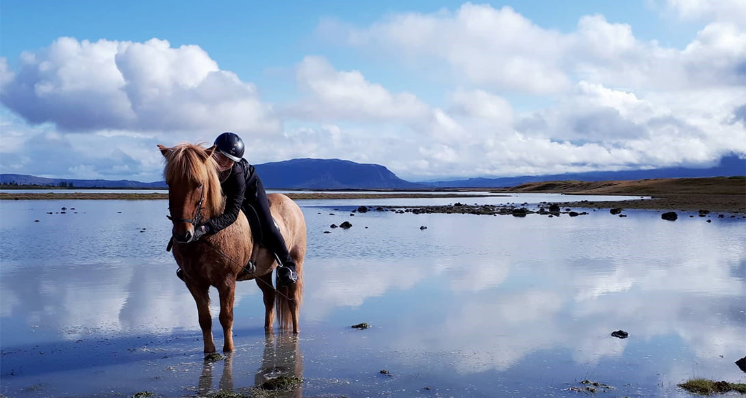 Icelandic horse farm with grazing horses in a scenic rural landscape surrounded by mountains